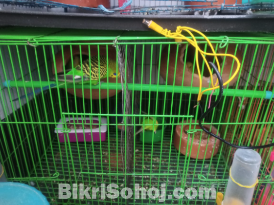 বাজিগার পাখি